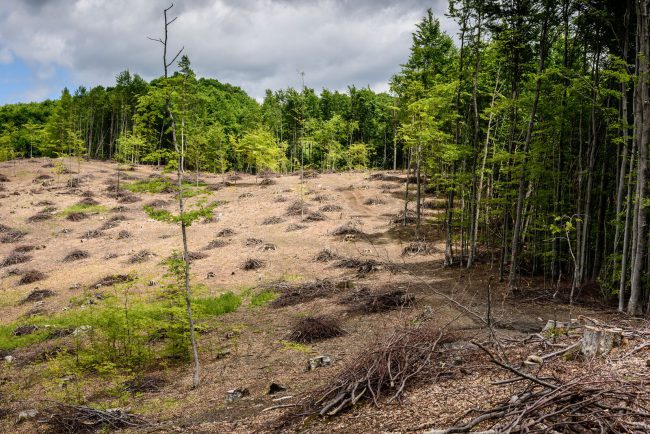 large-Deforestation