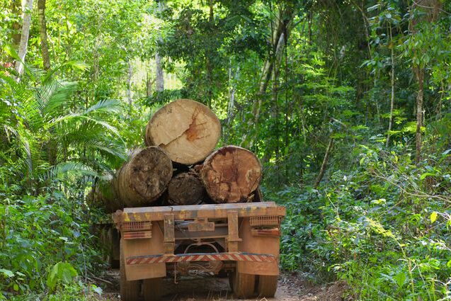 small-orig logging in the Amazon is closely linked with road building Getty-155369146